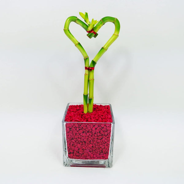 Athena's Garden Heart Shape Lucky Bamboo Plant Live Indoor Plant in Glass