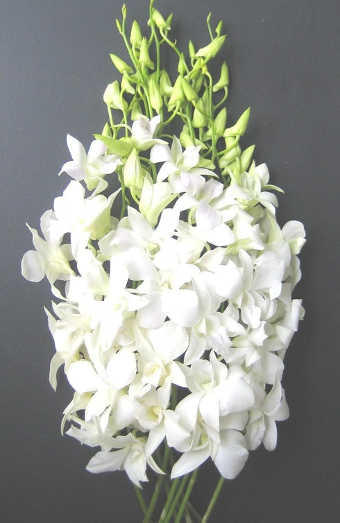 eflowerwholesale - Premium Cut Orchids (White 10 stems Orchids) Gift for Graduation,