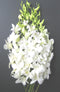 eflowerwholesale - Premium Cut Orchids (White 10 stems Orchids) Gift for Graduation,
