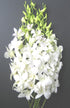 eflowerwholesale - Premium Cut Orchids (White 10 stems Orchids) Gift for Graduation,