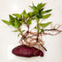 Purple Japanese sweet potato (2 SLIPS) Also known as Hawaiian Purple Sweet