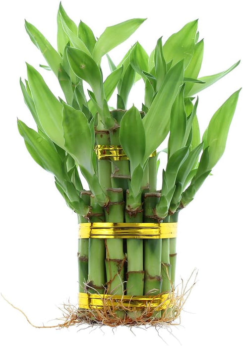 NW Wholesaler - Live Indoor Lucky Bamboo Two Tier Tower, Indoor House