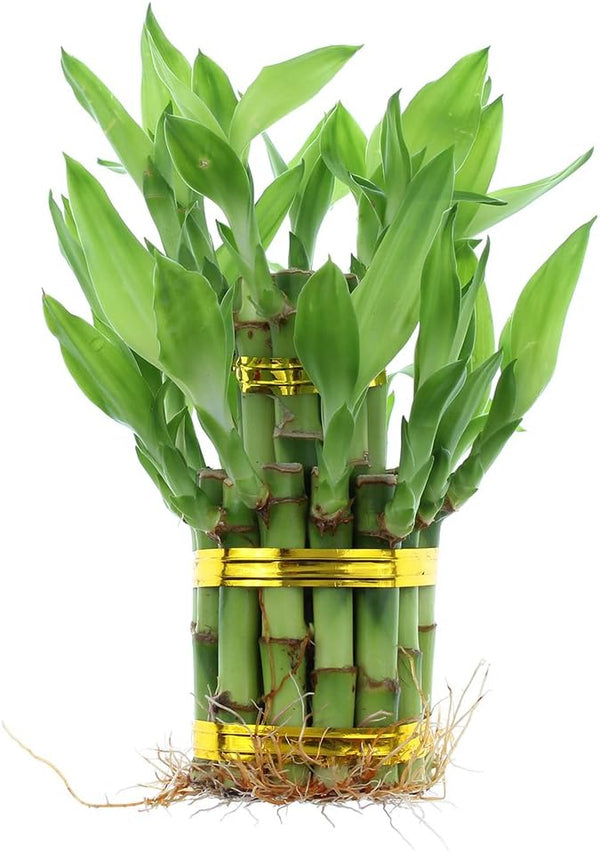 NW Wholesaler - Live Indoor Lucky Bamboo Two Tier Tower, Indoor House