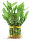 NW Wholesaler - Live Indoor Lucky Bamboo Two Tier Tower, Indoor House