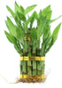 NW Wholesaler - Live Indoor Lucky Bamboo Two Tier Tower, Indoor House