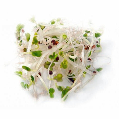 8 oz packed Broccoli Seeds for Sprouting Microgreens, Bag,A superfood with antioxidants and health-promoting nutrients.