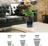 4" Live Ginseng Ficus, Ficus Retusa, Banyan Fig, Bonsai Houseplant, Unusual Plant, Birthday Gift for Plant Lover