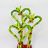 (BA-HS081012SQ4PR) Athena's Garden Triple Heart Shape Lucky Bamboo Plants Live Indoor Bamboo Stalks with Glass vase