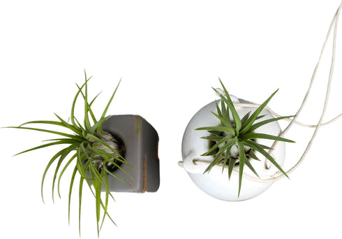 (2-pack), Live Air Plants with Decorative White & Taupe Air Plant Holder Duo Easy Plant Gift, Non-Toxic & Pet Friendly