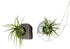 (2-pack), Live Air Plants with Decorative White & Taupe Air Plant Holder Duo Easy Plant Gift, Non-Toxic & Pet Friendly