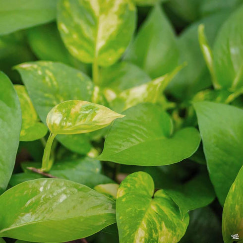 6 Inch Epipremmum Golden Pothos - Live Plant in a Pot - Aureum - Stunning Houseplant with Unique Foliage - The Perfect