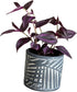 Generic 4" PLANTVERS Purple Jew Live Plant in a Nursery Pot - Low Light Air Purifier - Low Maintenance Houseplant Gift