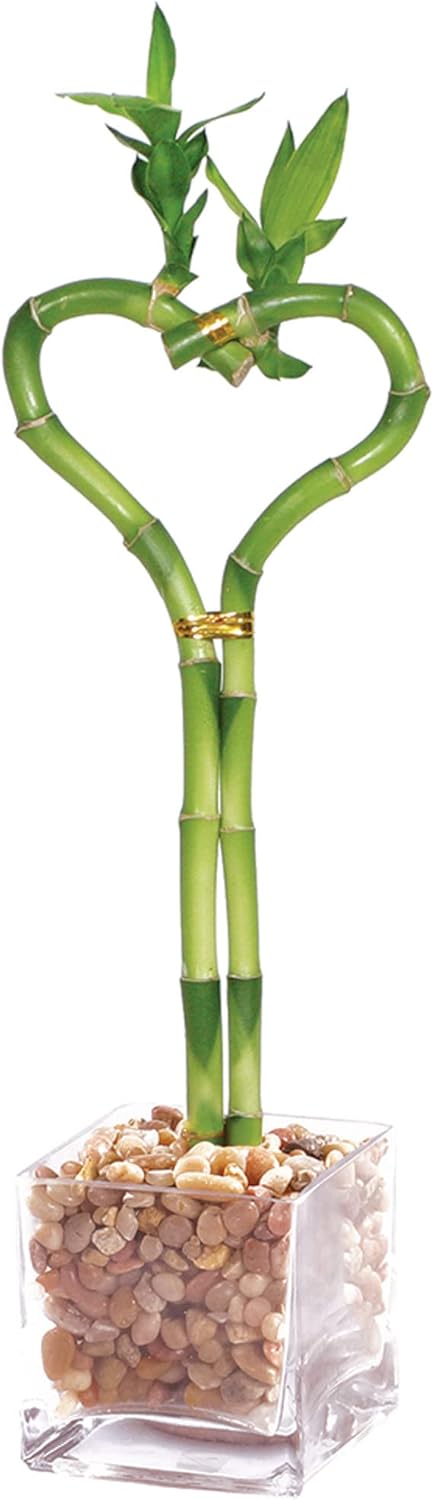 Brussel's Bonsai - Live Lucky Bamboo Plant, Heart Shaped Indoor Bamboo with
