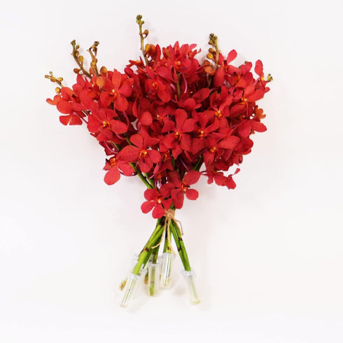 Athena's Garden Athenas Garden Fresh Cut Orchids 10 Stems Deep Red Mokara Cut Orchid