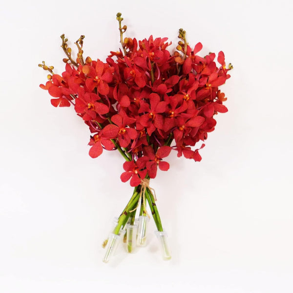 Athena's Garden Athenas Garden Fresh Cut Orchids 10 Stems Deep Red Mokara Cut Orchid