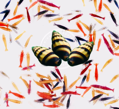 Swimming Creatures Freshwater Aquarium Shrimp - A Perfect Combo to Brighten Your