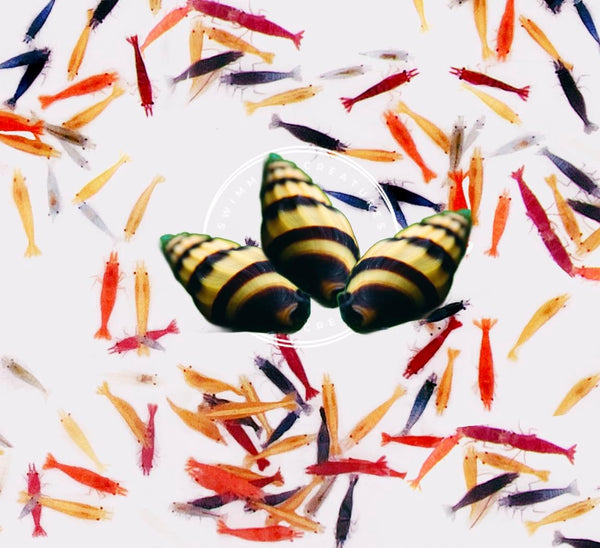Swimming Creatures Freshwater Aquarium Shrimp - A Perfect Combo to Brighten Your