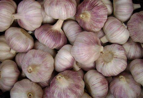 Bulbs Bulbs, 14 Garlic Whole, Early Purple Italian Garlic ounces of Garlic, This Garlic is ready for Eating
