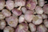 Bulbs Bulbs, 14 Garlic Whole, Early Purple Italian Garlic ounces of Garlic, This Garlic is ready for Eating