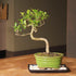 7 8-16 Inches Brussel's Bonsai - Live Golden Gate Ficus Bonsai Tree with Ceramic Bonsai Pot & Humidity Tray, Indoor