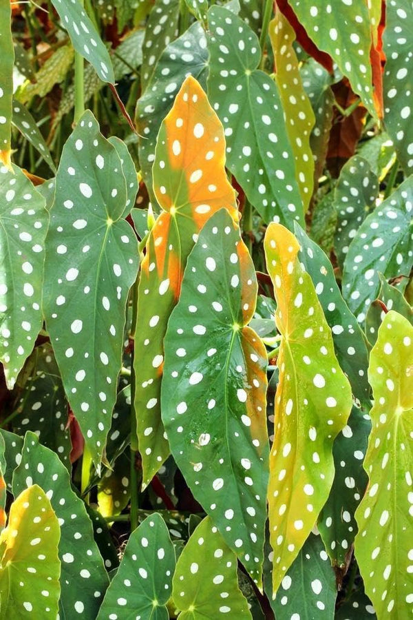 Set 3 Begonias Live Plants, Angel Wing Begonia Maculata Polka Dot, No