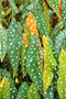 Set 3 Begonias Live Plants, Angel Wing Begonia Maculata Polka Dot, No