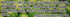 HAPI 4.9 Wasabi Hot Green Pea, Ounce