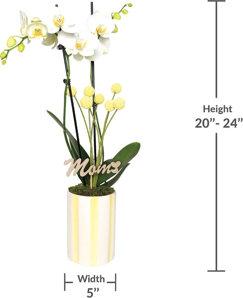 5" Green Circle Growers White with Yellow Orchid in Yellow and White Pot with Love You Mom Pick, Live Indoor Plants
