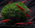 Sakura Grade Cherry Shrimp - Premium Neocaridina davidi