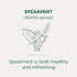 96 (6 Pack) Traditional Medicinals Tea, Organic Spearmint, Supports Everyday Wellness, Healthy & Refreshing, Tea Bags