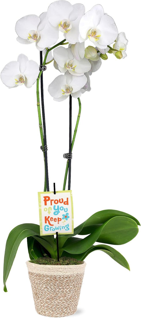 Green Circle Growers 5" White & Yellow Orchid in White Jute Planter,
