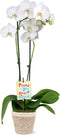 Green Circle Growers 5" White & Yellow Orchid in White Jute Planter,