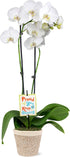 Green Circle Growers 5" White & Yellow Orchid in White Jute Planter,