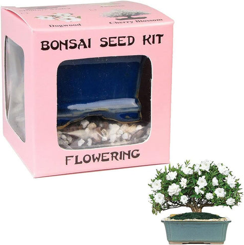 Eve's Garden, Inc Eve's Dwarf Gardenia Bonsai Seed Kit, Flowering, Complete Kit to Grow Dwarf