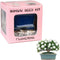 Eve's Garden, Inc Eve's Dwarf Gardenia Bonsai Seed Kit, Flowering, Complete Kit to Grow Dwarf