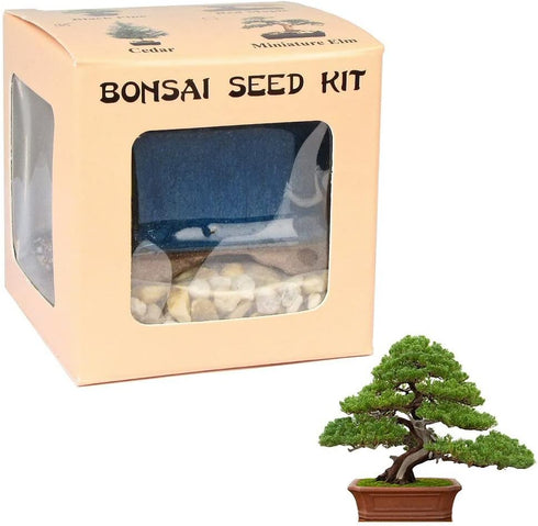 Eve's Garden, Inc Eve's Chinese Juniper Bonsai Seed Kit, Woody, Complete Kit to Grow Chinese