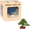 Eve's Garden, Inc Eve's Chinese Juniper Bonsai Seed Kit, Woody, Complete Kit to Grow Chinese