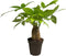 Money Tree Stump Live Plant, 12-14 inch Tall, Easy to Grow Live