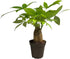 Money Tree Stump Live Plant, 12-14 inch Tall, Easy to Grow Live