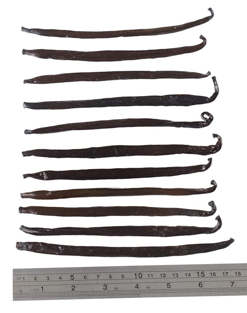 12 Large Vanilla Beans Grade A for Making Vanilla Extract - NON-GMO Planifolia Type Bulk, 6-8 Inches
