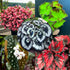 Combo 4 Begonias Houseplant Live Indoor, Mix Begonia Maculata Live Plant, Random