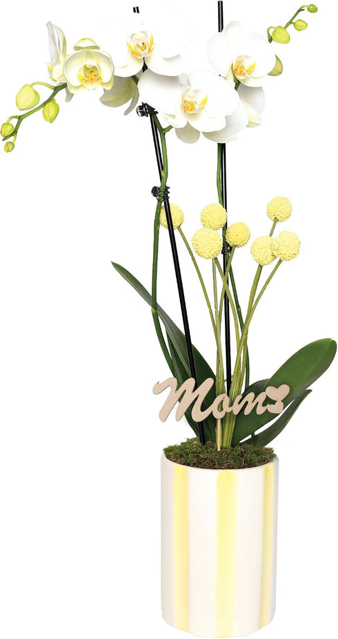 Green Circle Growers 5" White with Yellow Orchid in Yellow and White