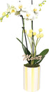 Green Circle Growers 5" White with Yellow Orchid in Yellow and White