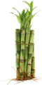 NW Wholesaler - Live Indoor Lucky Bamboo 6 Inch Bundle of 10
