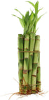 NW Wholesaler - Live Indoor Lucky Bamboo 6 Inch Bundle of 10