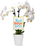 Green Circle Growers 3" Petite White Orchid in Evi White Planter, Live