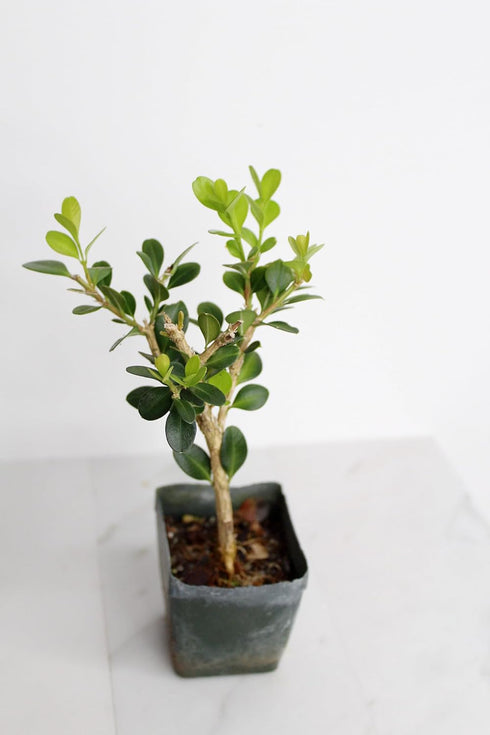 Mini Bonsai Tree Starter Gift, Winter Gem Boxwood Plant, Variegated Leaf Plant, Buxus Microphylla Boxleaf, Japanese