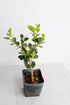 Mini Bonsai Tree Starter Gift, Winter Gem Boxwood Plant, Variegated Leaf Plant, Buxus Microphylla Boxleaf, Japanese
