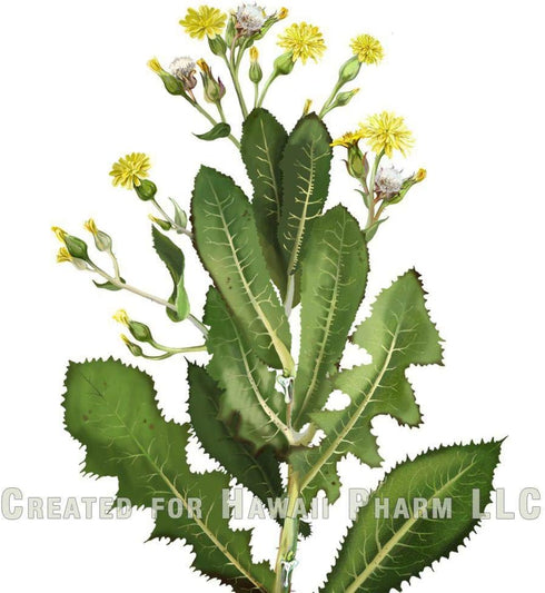 Hawaii Pharm Wild Lettuce Alcohol-Free Liquid Extract, Organic Wild Lettuce (Lactuca Virosa) Dried Herb Glycerite, 2