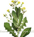 Hawaii Pharm Wild Lettuce Alcohol-Free Liquid Extract, Organic Wild Lettuce (Lactuca Virosa) Dried Herb Glycerite, 2